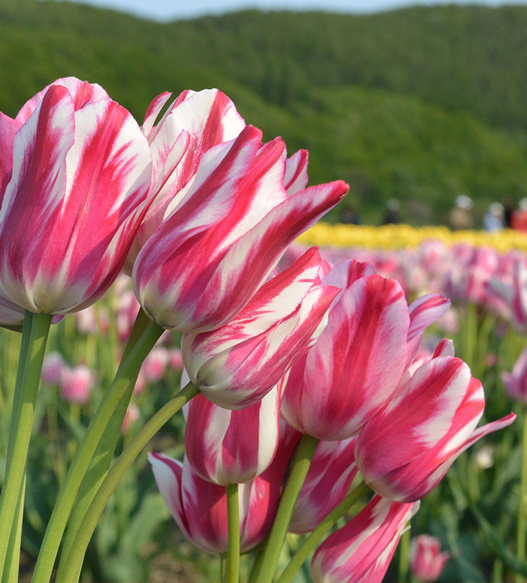 ピノキオ（Pinocchio）