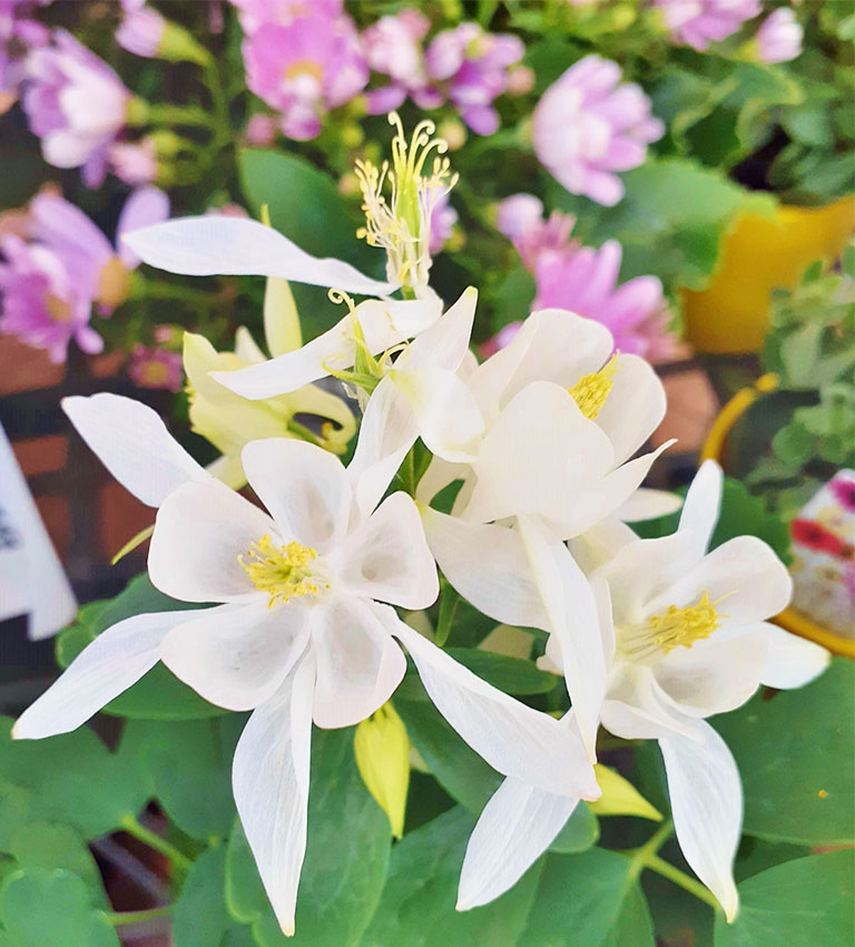 西洋オダマキ（アキレギア・ブルガリス）