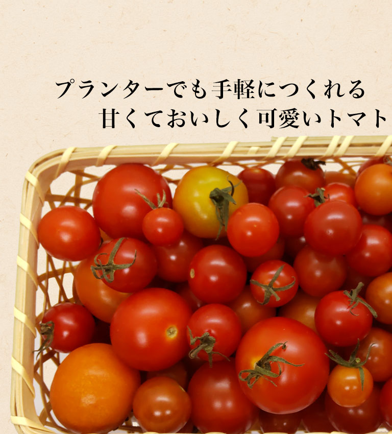ミニトマト