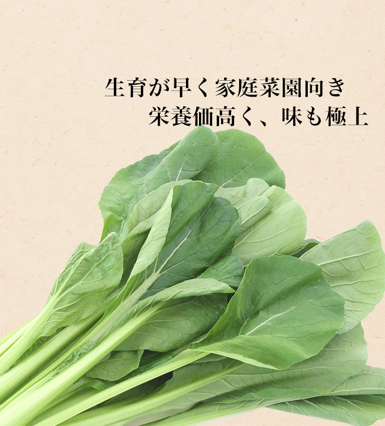 丸葉小松菜