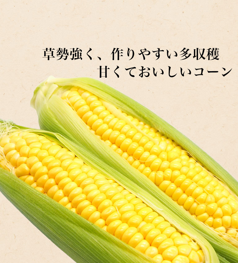 とうもろこし（スイートコーン）