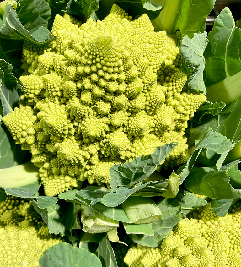 カリフラワー ロマネスコプレコス(サンゴ型)