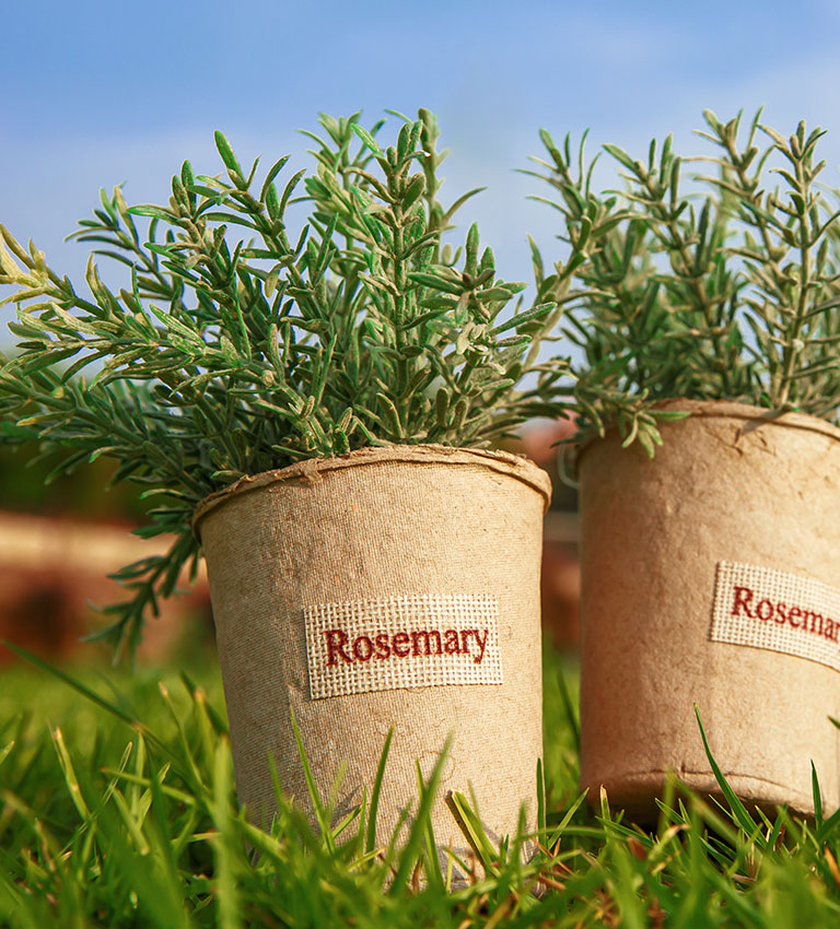 ローズマリー アヴェッリーノ