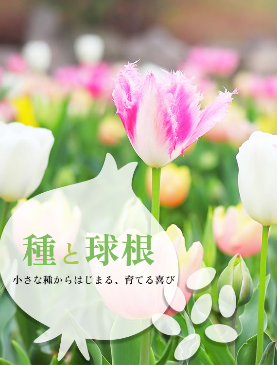 種と球根 小さな種からはじまる、育てる喜び